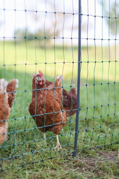 Afbeelding laden in galerijviewer, Ako producten poultrynet premium wel elektrificeerbaar 50m 2