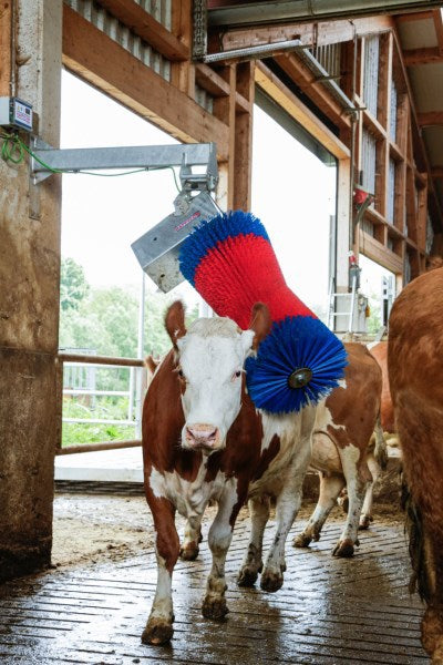 Afbeelding laden in galerijviewer, Producten happycow koeborstel maxiswing