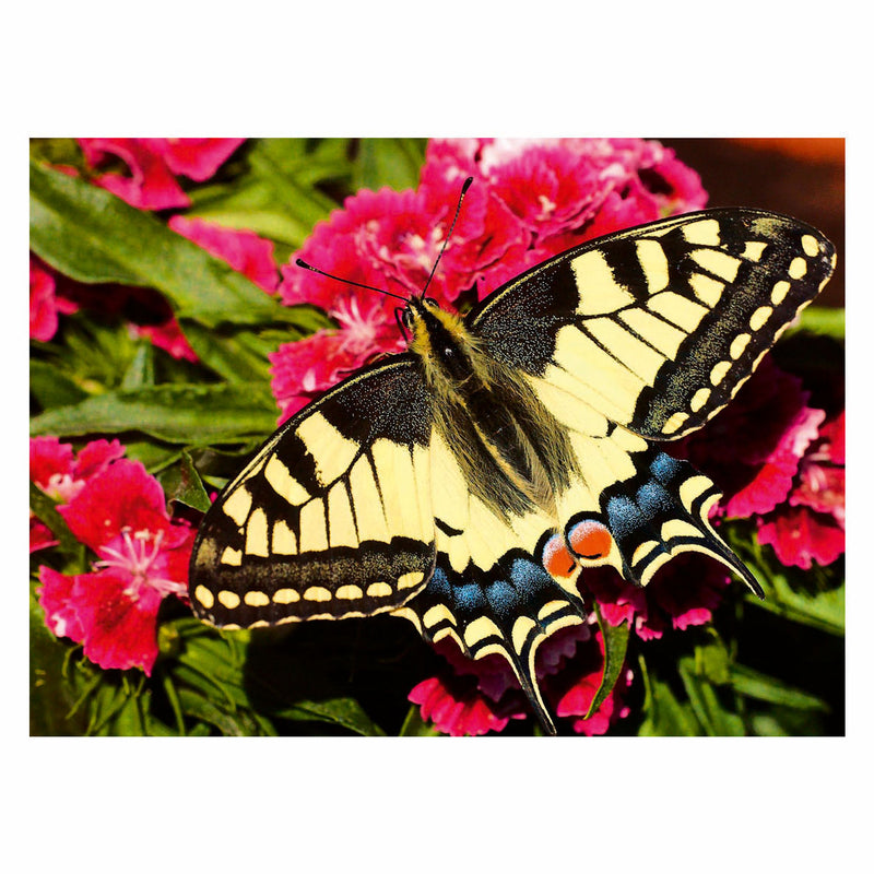 Afbeelding laden in galerijviewer, Ravensburger legpuzzel colorful animals vlinder, 500st.