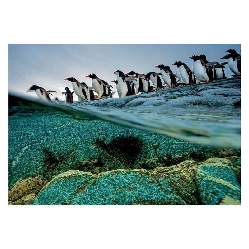 Afbeelding laden in galerijviewer, Clementoni Legpuzzel National Geographics - Penguin, 1000st.