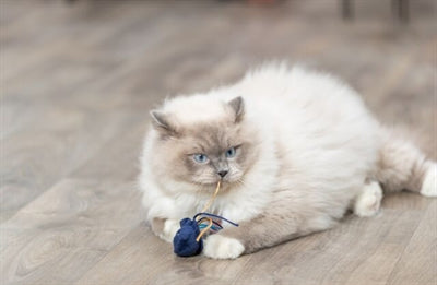 Afbeelding laden in galerijviewer, Trixie zeedier pluche met catnip assorti
