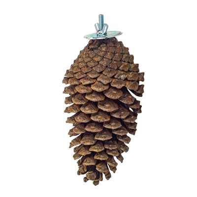 Afbeelding laden in galerijviewer, Back zoo nature foraging pine cone