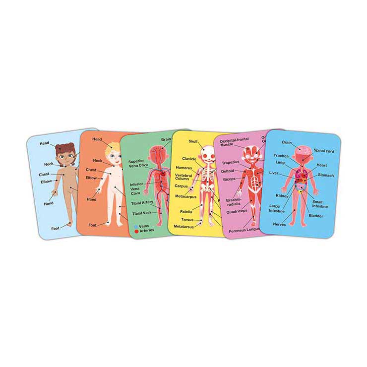 Afbeelding laden in galerijviewer, Hape menselijk lichaam magnetische puzzel - 63dlg.