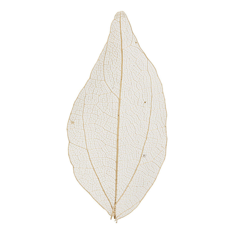 Afbeelding laden in galerijviewer, Https: www.cchobby.nl skeleton-leaves-l-4-5-8-cm-naturel-20-stuk-1-doos