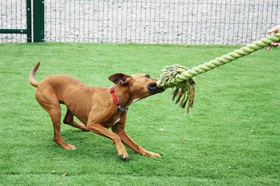 Afbeelding laden in galerijviewer, Happy pet king size tug flostouw