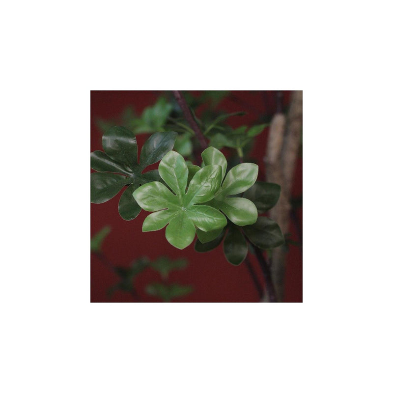 Afbeelding laden in galerijviewer, Countryfield plant dysosma pleiantha 150cm groen