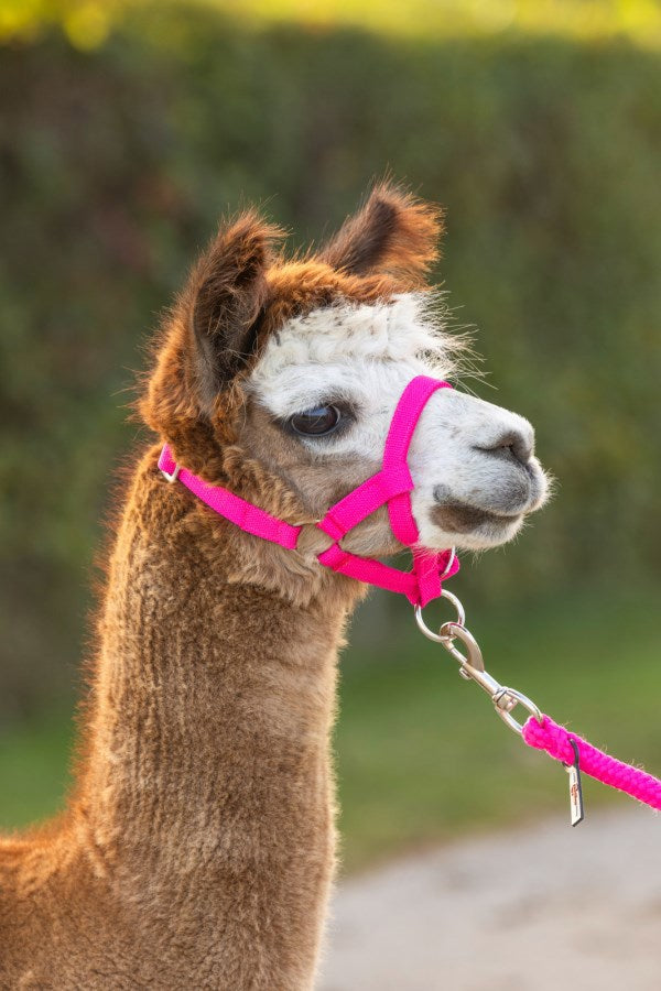 Afbeelding laden in galerijviewer, Producten alpaca halster roze
