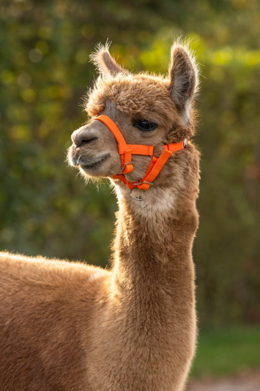 Producten alpaca halster oranje