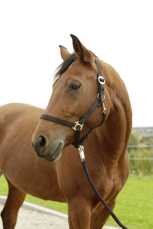 Abi producten hippo halster zwart 1 pony