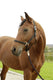 Abi producten hippo halster zwart 2 cob