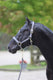Abi producten classy halster veulenshetland grijs