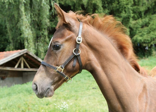 Producten veulenhalster leer bruin