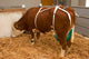 Producten uiernet compleet