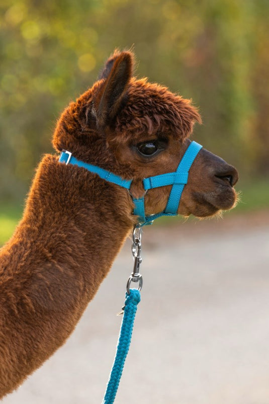 Producten alpaca halster blauw