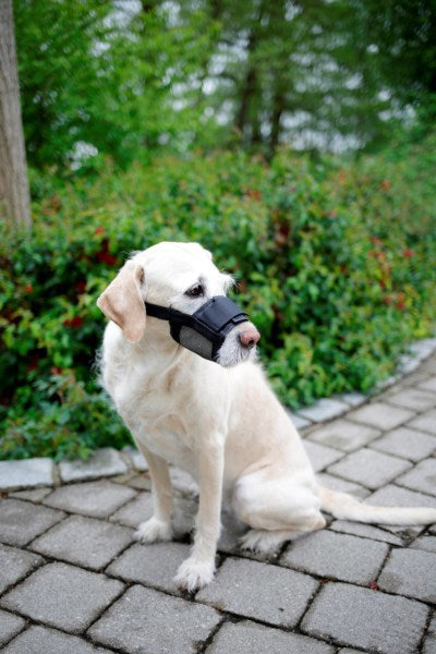 Afbeelding laden in galerijviewer, Producten nylon muilkort hond mt xl zwart
