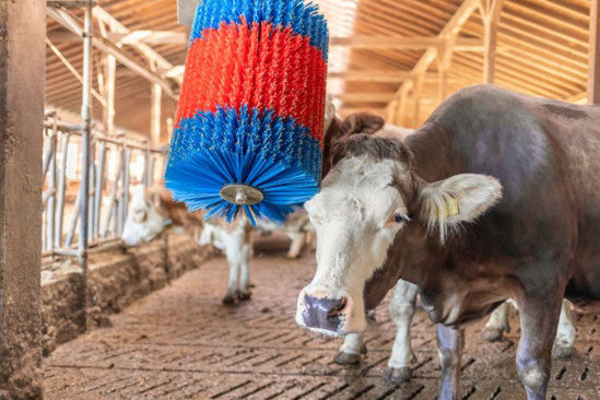 Afbeelding laden in galerijviewer, Happycow koeborstel midiswing

