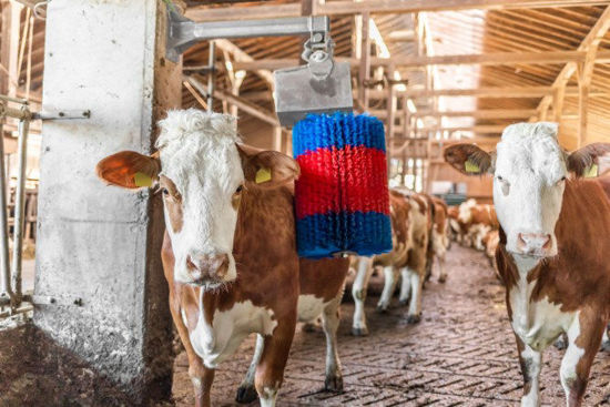 Afbeelding laden in galerijviewer, Happycow koeborstel midiswing
