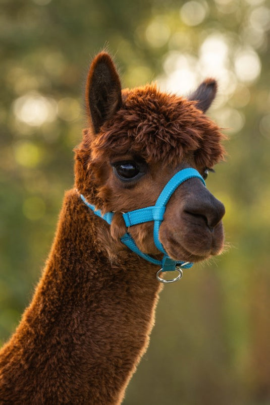 Producten alpaca halster blauw