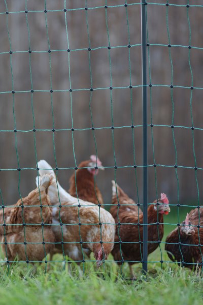 Afbeelding laden in galerijviewer, Ako producten poultrynet premium niet elektrificeerbaar 50m dubb pen
