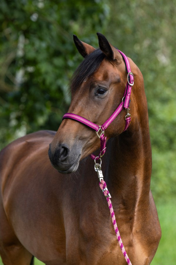 Afbeelding laden in galerijviewer, Abi producten halstertouw mustang karjnhaak 200cm braam
