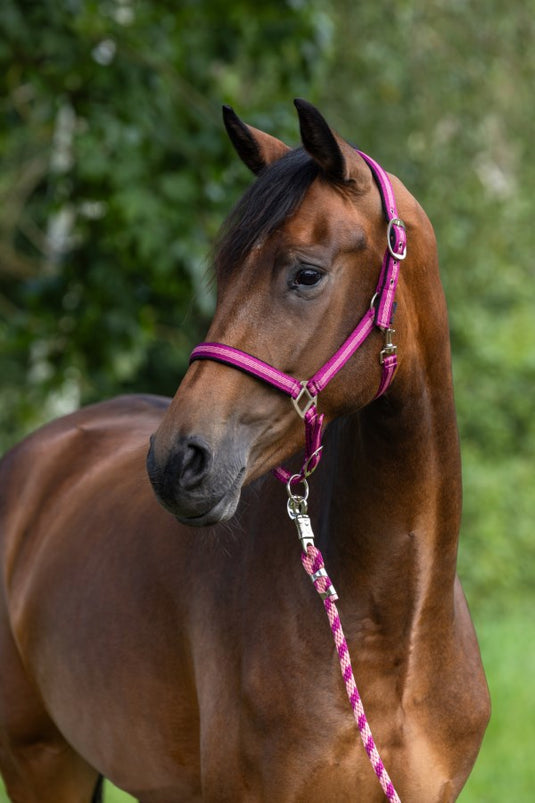 Abi producten halstertouw mustang karjnhaak 200cm braam