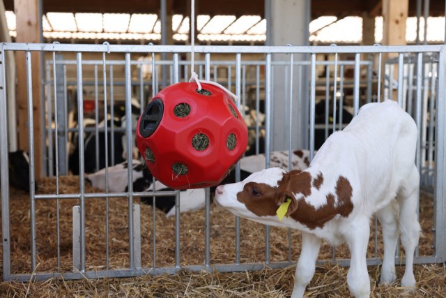 Afbeelding laden in galerijviewer, Producten voeder speel bal rood
