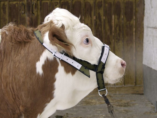 Producten stierenhalster nylon met d ring