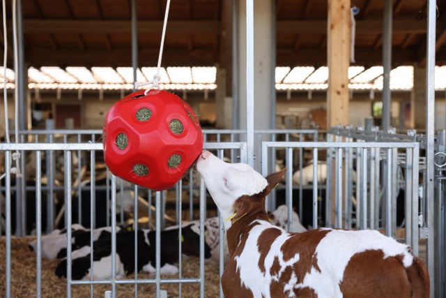 Afbeelding laden in galerijviewer, Producten voeder speel bal rood
