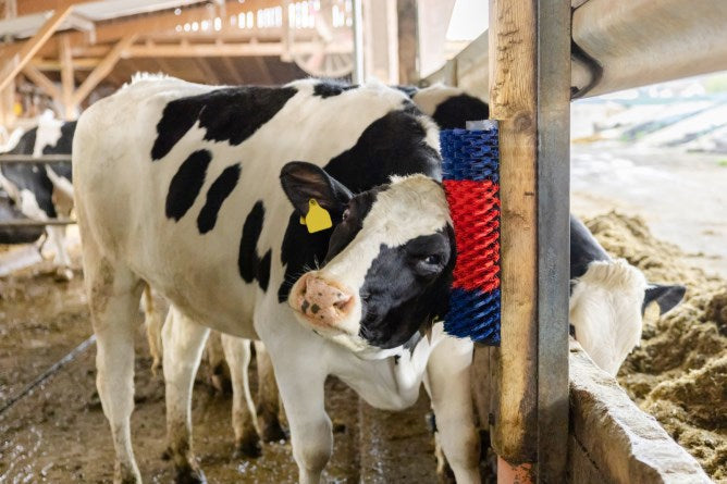 Afbeelding laden in galerijviewer, Producten halfronde koeborstel veeborstel blauw rood xl
