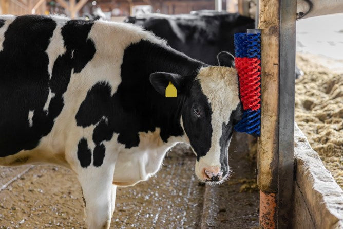 Afbeelding laden in galerijviewer, Producten halfronde koeborstel veeborstel blauw rood xl
