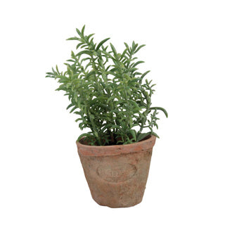 Esschert design tijm in aged terracotta pot | 3 stuks