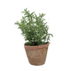 Esschert design tijm in aged terracotta pot | 3 stuks