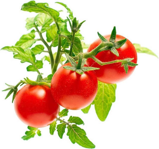 Click and grow click grow navulling tomaten 3 stuks