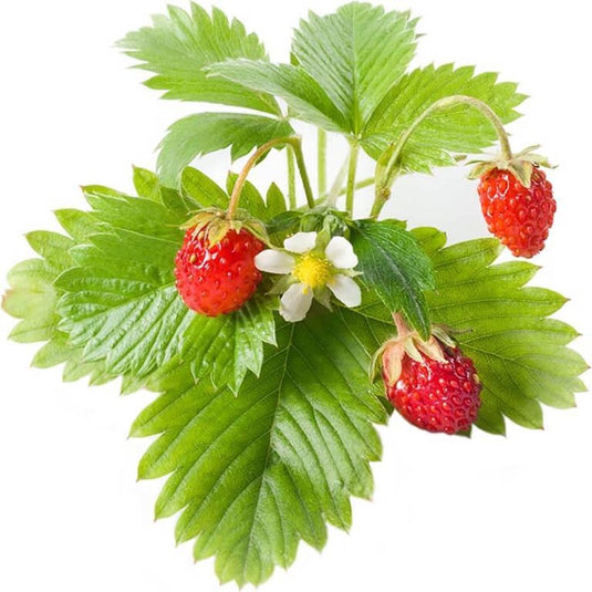 Click and grow click grow navulling wilde aarbei 3pak