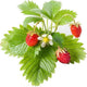 Click and grow click grow navulling wilde aarbei 3pak