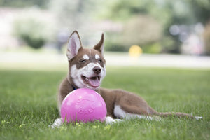 Jolly pets jolly ball bounce-n play - ø 20 cm – honden speelbal met kauwgomgeur - de perfecte stuiterbal - bijtbestendig – roze
