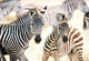 Castorland puzzel young zebras - 1000 stukjes legpuzzel.