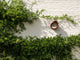 Elho organic bird feeder 25cm - vogelvoederhuisje en vogelbadje - 100% gerecycled plastic - l27.4 x b16.8 x h25.4 cm - kastanje bruin