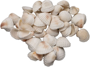 Colorations grote ark schelpen - 500 gram voor knutselwerkjes en decoratie