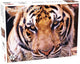 Tactic tiger – puzzel – 1000 stukjes – krachtig wild dier – strak en rustgevend ontwerp – hoogwaardige scandinavische kwaliteit