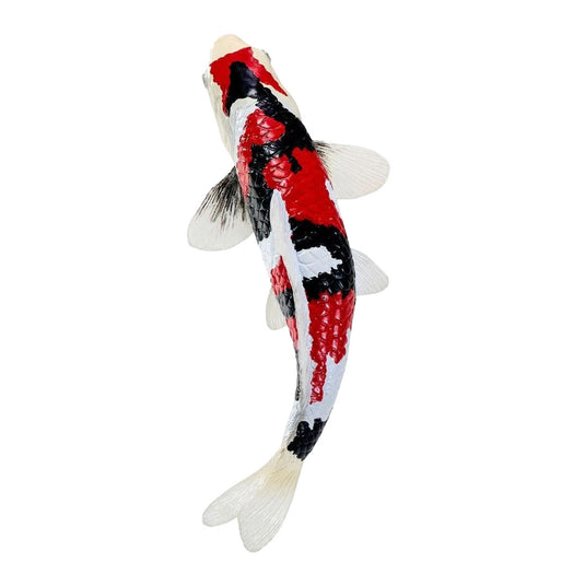 Mojo koi collection - showa sanshoku koi driekleurig 381121