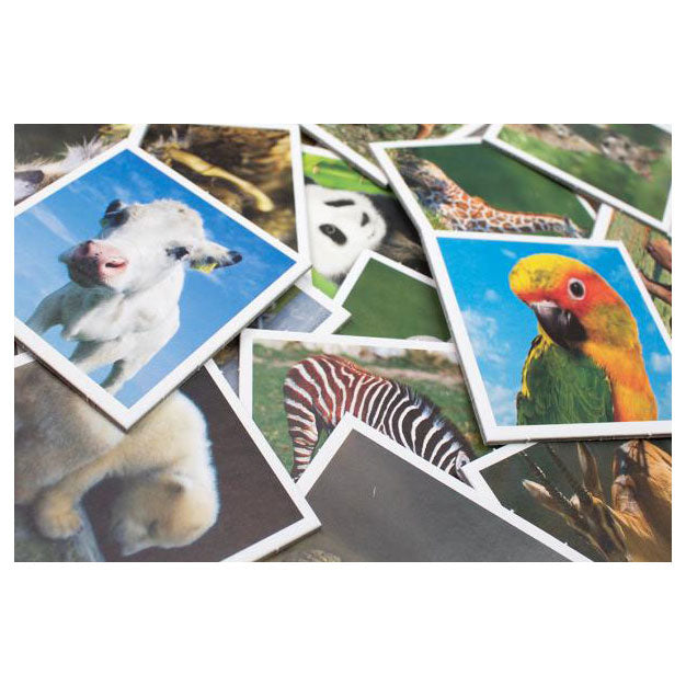 Afbeelding laden in galerijviewer, Tactic memo babydieren - memospel - zoek de juiste paren - schattige jonge dieren van over de hele wereld - educatief gezelschapsspel voor kinderen en families - 2 tot 6 spelers - vanaf 3 jaar
