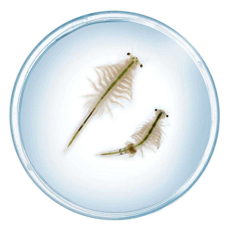 Afbeelding laden in galerijviewer, Kosmos saltwater creatures speelset
