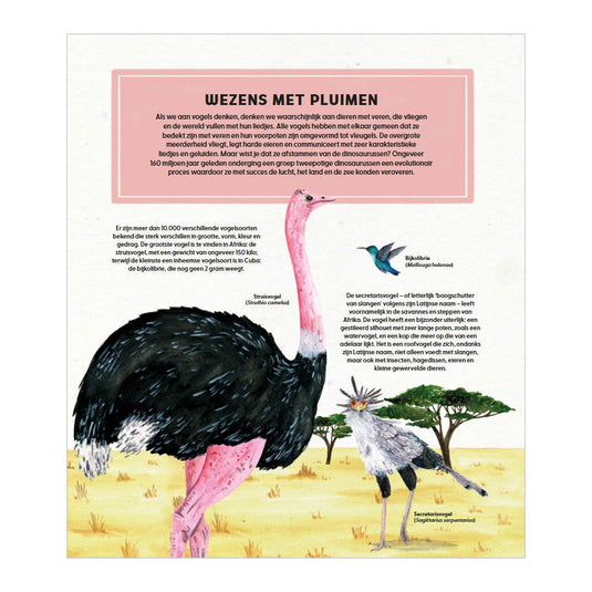 Deltas de wondere wereld van vogels