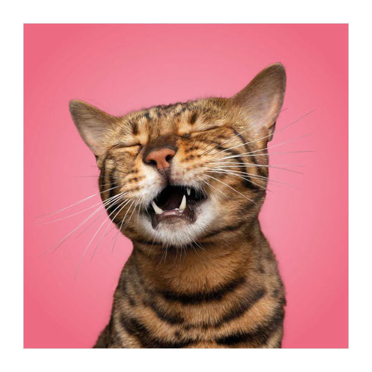 Deltas match the cats! - memospel