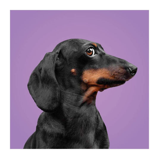 Deltas match the dogs! - memospel