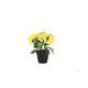 Viooltje in plastic pot ca. 21cmh assorti kleur | 4 stuks