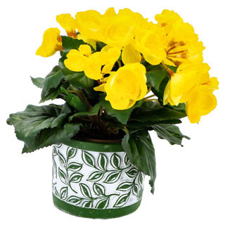 Afbeelding laden in galerijviewer, No brand pot olea cylinder groen 11 cm | 6 stuks
