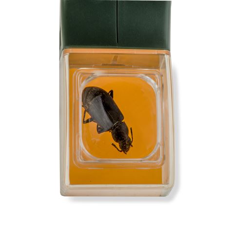 Afbeelding laden in galerijviewer, Carson bugview vergrootglas met één-hands insectenvanger
