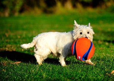 Afbeelding laden in galerijviewer, Chuckit kick fetch
